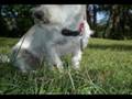 videos de Baby Waldo
