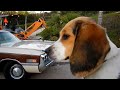Movie Star Car Model Singer Sports Star ? His or Her's  Jaguar Guess Now!