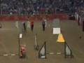 OBay Shelties at Olympia 2007  Agility Pairs Relay