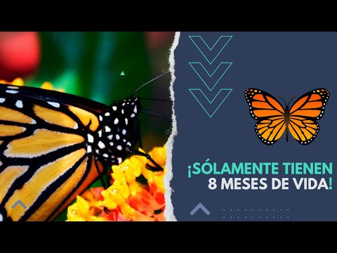 Oruga Trotamundos mira el video - MioPlanet.org