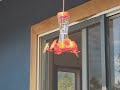 Hummers at the feeder