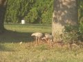 Ibis Trio Ibis Trio