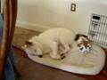 videos de 11/19/2008 Oliver westin' with Charlie! 4067