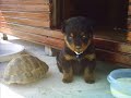 2 aylık rotweiler (PAŞA )
