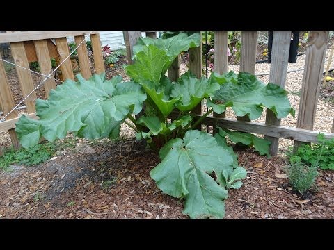 how to harvest rhubarb in fall