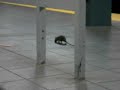 Rat in the subway Rat in the subway
