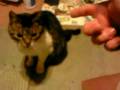 Hombre Asesina a Su Gato Frente a una Camara