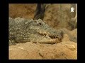 ijsberen ontsnappen in Blijdorp