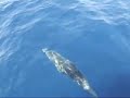Bottlenose Dolphins of Tenerife Bottlenose Dolphins of Tenerife