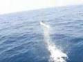 Bottlenose Dolphins of Tenerife