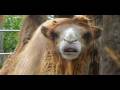 videos de Mara Vic 1-MPEG-4 .mp4