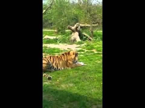 Klachten over etende tijger in dierenrijk Nuenen