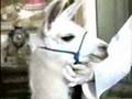 Ellen,Fuginho e la lama