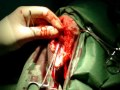 Episiotomia ed asportazione di un tumore in un cane di 18aa