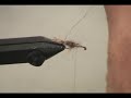 Tying the Gold Ribbed Hares Ear Fly