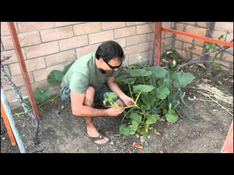 how to save pumpkin seeds to plant