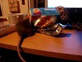 irish vole des cereales(01)