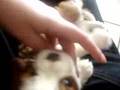 My Cavalier King Charles Spaniel Puppy, 