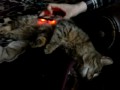 The cat is sleepenig but.....