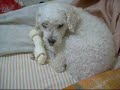 Dá ossinho DROOPY...AUMENTE O VOLUME!