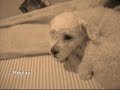Dá ossinho DROOPY...AUMENTE O VOLUME!