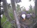 Bald Eagle - Parent and Eaglet