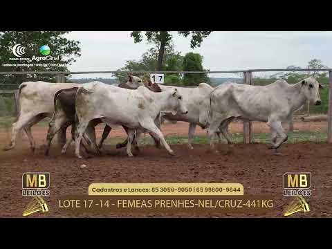 522 LEILO VIRTUAL MB LEILES