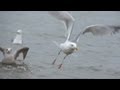herring gulls