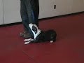 Basic Obedience