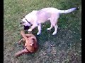 der kangal von ugur aus mannheim schönau (bozo und amy) der kangal von ugur aus mannheim schönau (bozo und amy)