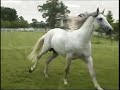 DECO X  Standing At Stud