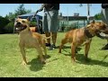 Perla the pitbull