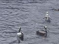 Pelicanos en Zapallar
