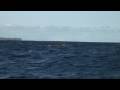 BALEINES A BOSSES A L ILE DE LA REUNION AOUT 2008