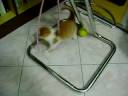 Maomao e la sua sala giochi