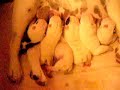 Brestfeeding The Puppies -- Dandoloe de mamar a cachorros
