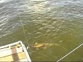 Pike 114 cm snoek 114 cm Pike 114 cm snoek 114 cm
