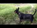 Click here to watch this video Ciras Hundewiese