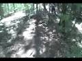 Red Pine at Fomba