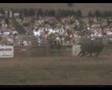 bBull Ridin! (Hamster Dance