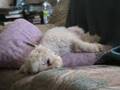 Pet Photo Album