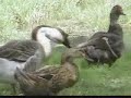 A GOOSE AND HIS MATE