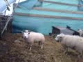 sneezing-sheep.html