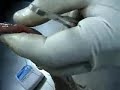 Nudos quirúrgicos 2/2 Nudos quirúrgicos 2/2