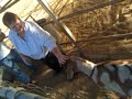 WOMEN VS GOAT