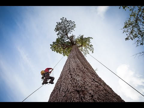 how to grow douglas fir
