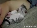 sleepy kitty kitty!