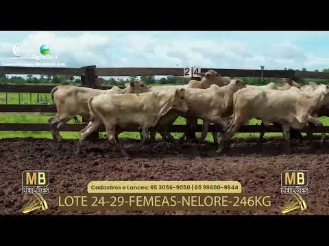 528� LEIL�O VIRTUAL MB LEIL�ES