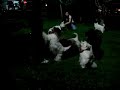 Westie attack