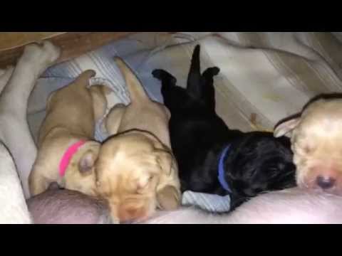 Gorgeous Black And Gold Labrador Puppies For Sale